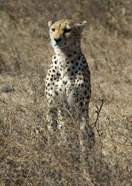 Guepardo - cráter del Ngorongoro - Tanzania 3.jpg